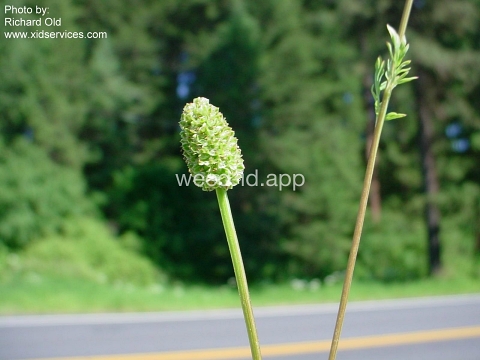 burnet, annual